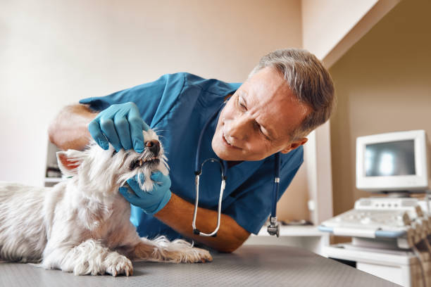Best Emergency Dental Care for Broken or Chipped Teeth in Hudson, IA